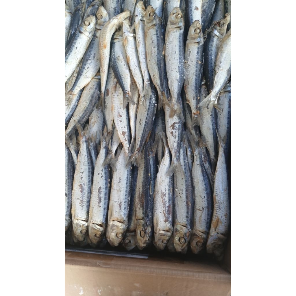 

IKAN ASIN REBUS PENGIRIMAN DARI MEDAN