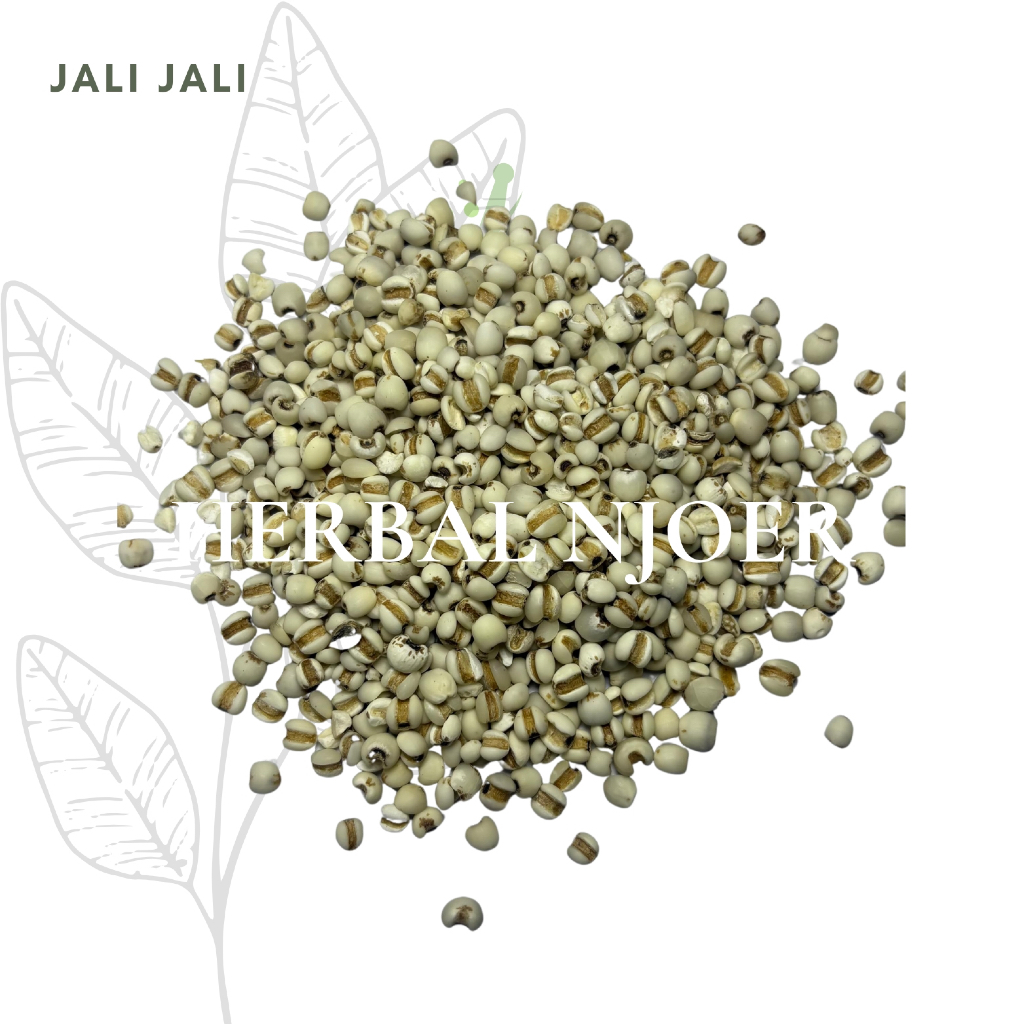 

Biji Jali Jali Coix Seed Yi Yi Ren Import / Membantu Penyembuhan Diare dan Limpa 10gr - 50gr