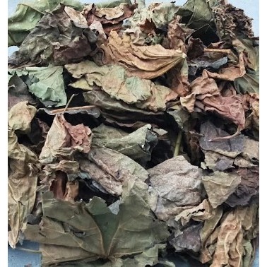 

Murah Daun Jarak Pagar Kering 250 gram/ Daun Jarak Pagar Kering 100 gram Organik