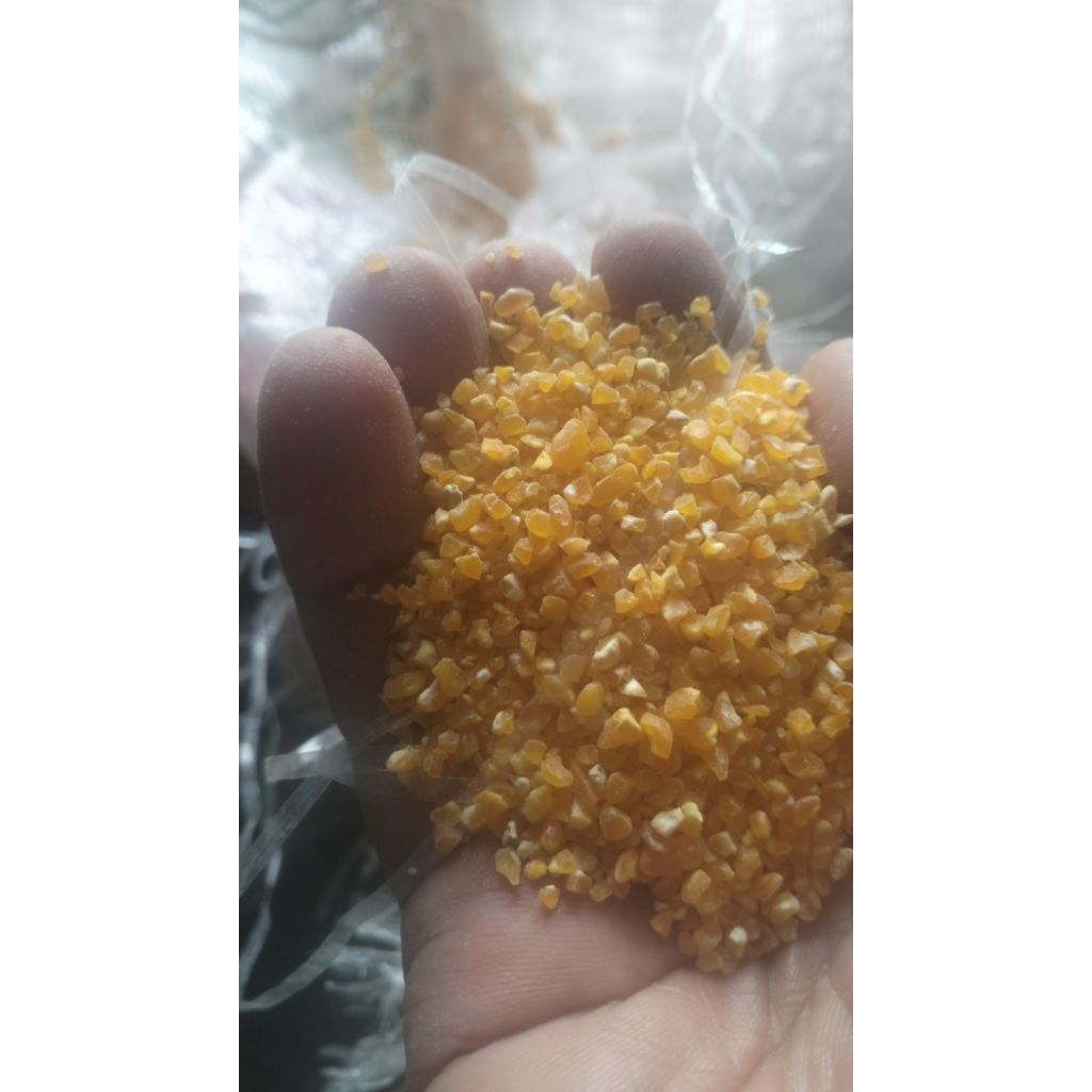 

Menir Jagung Hibrida dari Petanian Terbaik