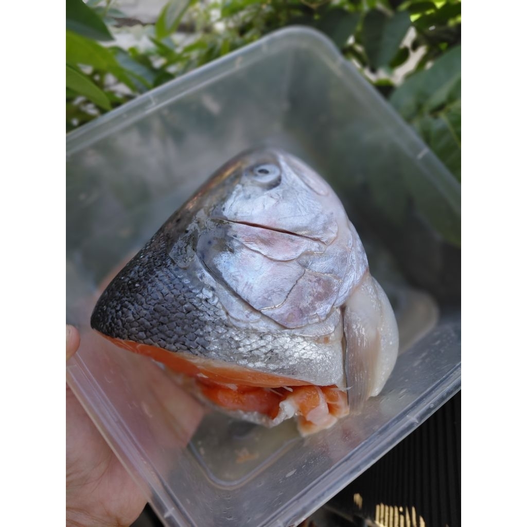 KEPALA IKAN SALMON