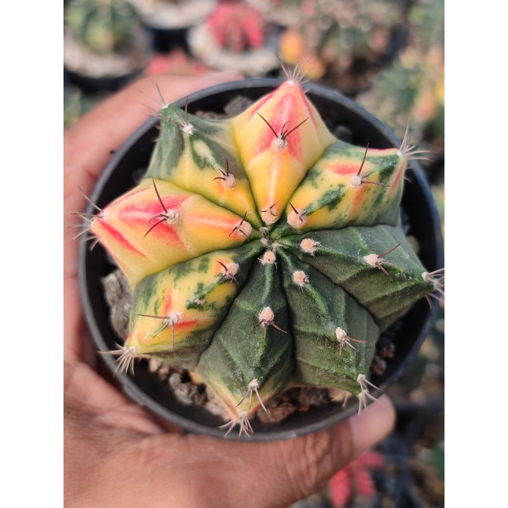 miha new hybrid varigata seedling