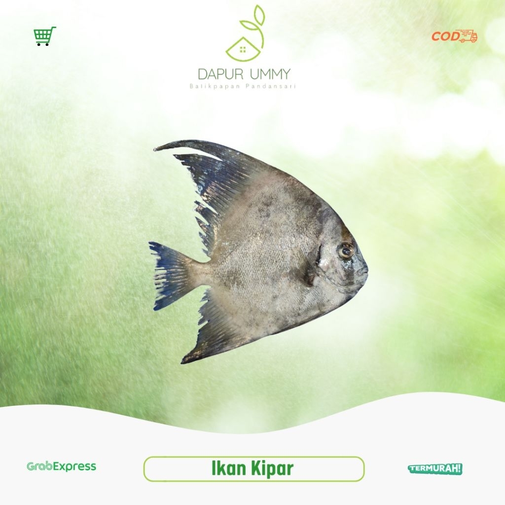 KIPAR • Ikan Kiper kiper • 1 kg