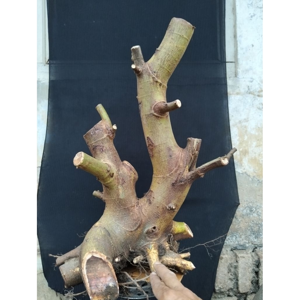 Bahan bonsai loa jumbo prospek sesuai foto
