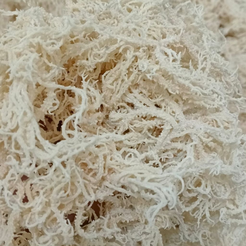 

Rumput Laut Kering 1kg Untuk Es Campur