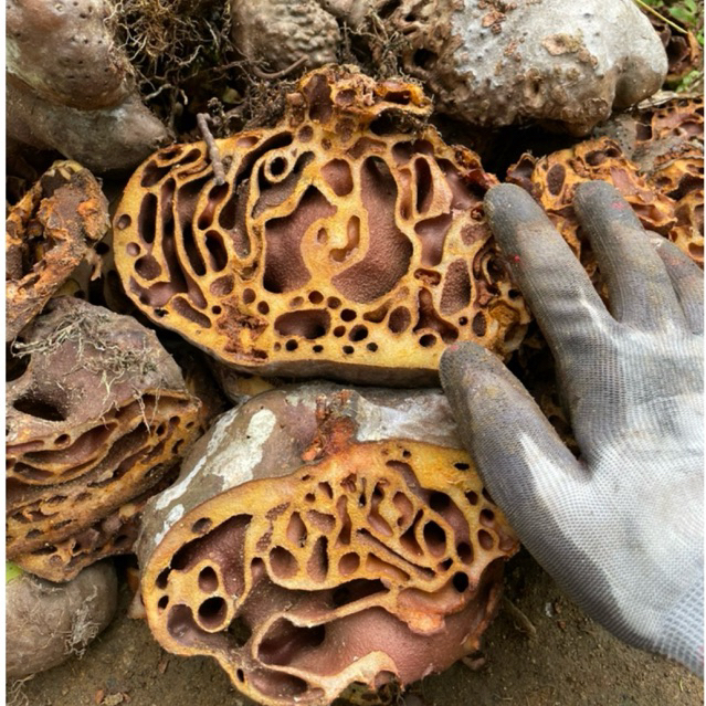 

Promo sarang semut merah asli 1 kg fresh dan bersih