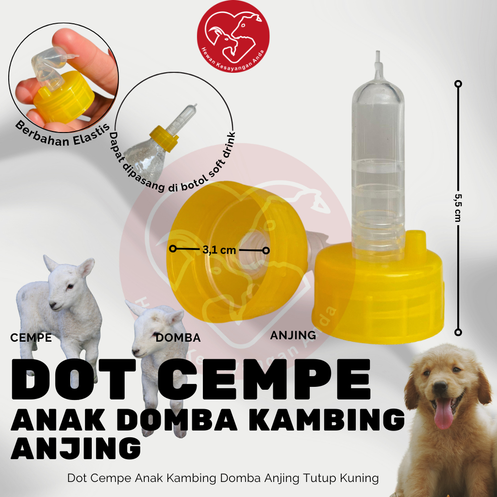 Dot Cempe Anak Kambing Domba Anjing Hewan Ternak Dot Cempe Tutup Kuning