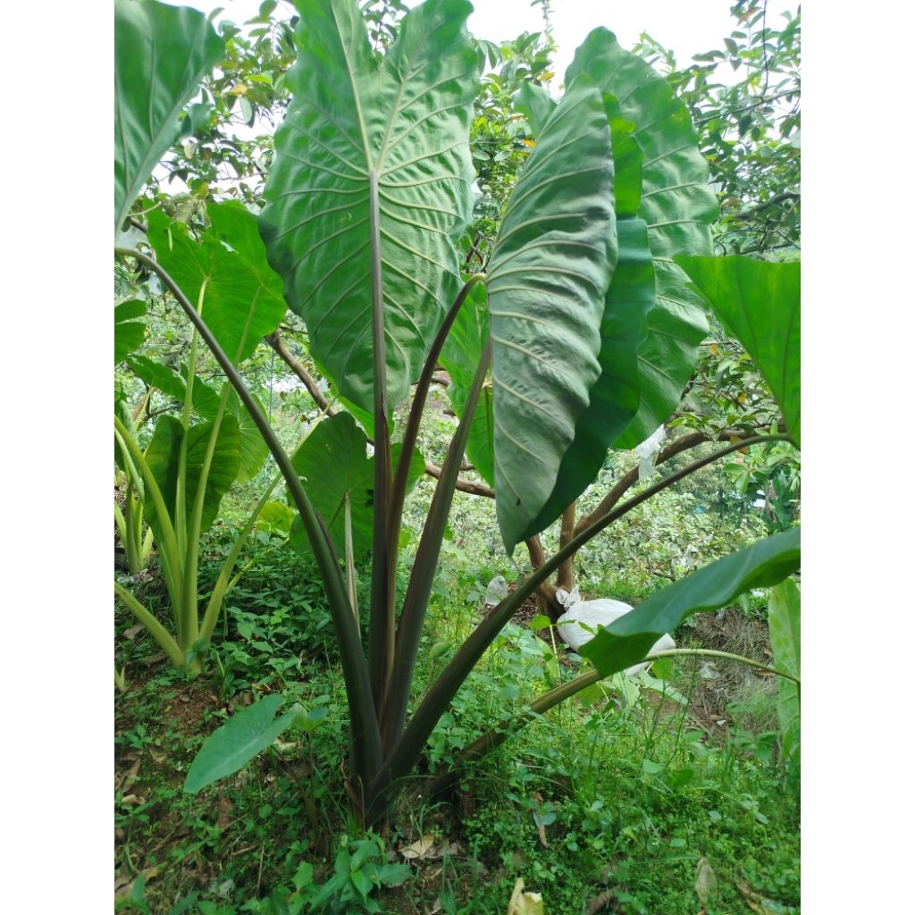 

Bibit tales bentol 10pcs