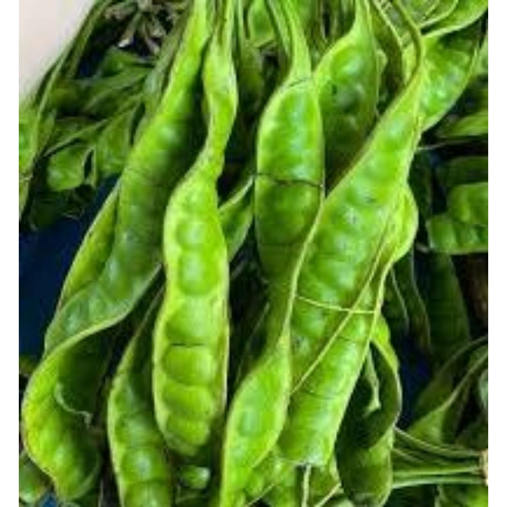 

pete padi sisa 15 biji