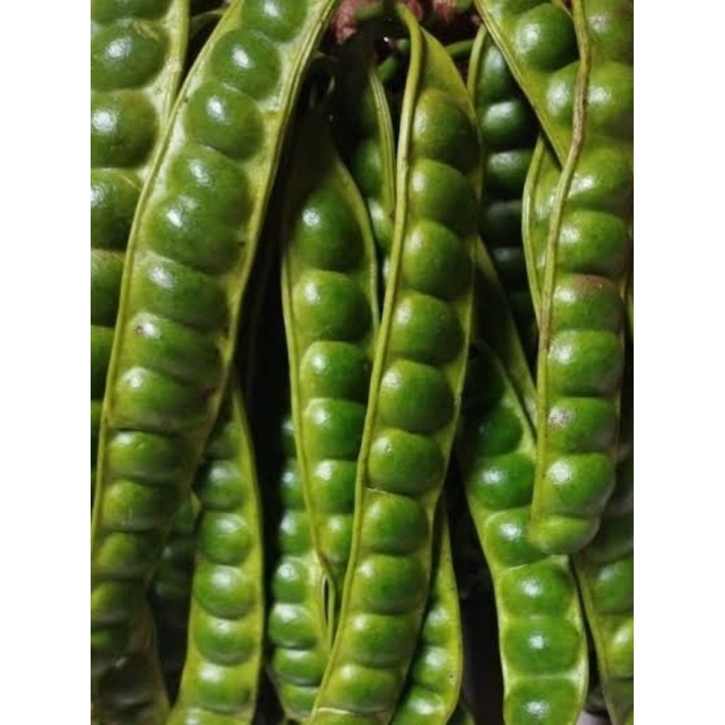 

Pete Sedang 10 Papan / 10 Lonjor . Berkualitas .