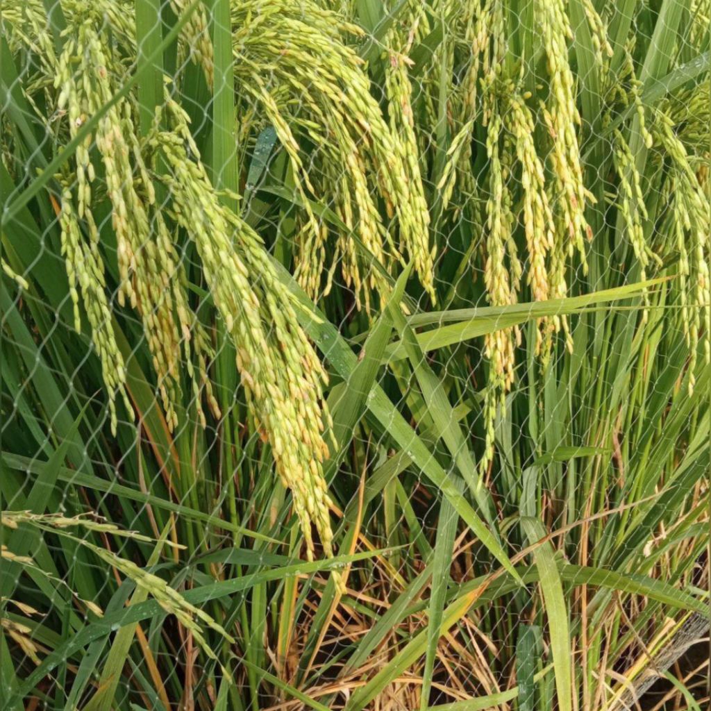 Juarastoree_ Benih Padi Inpari 43 Agritan (Gsr) Unggul Kemasan 5Kg