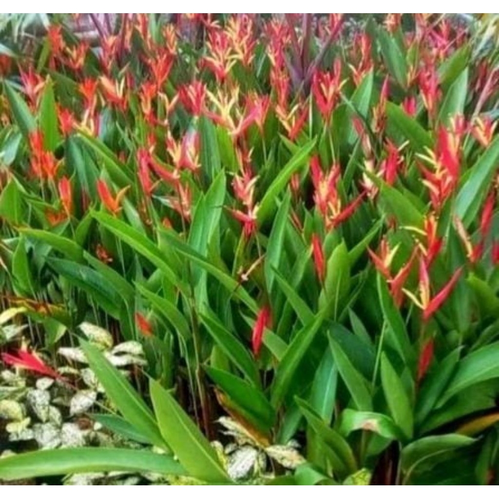 

pisang helokoni bunga pink plus tanam