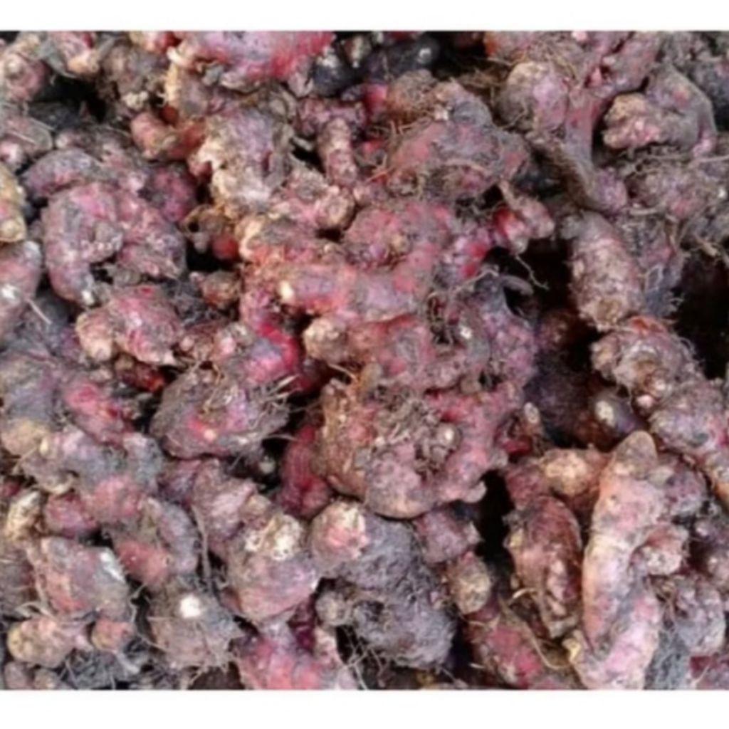 

JAHE MERAH SEGAR,500 gr