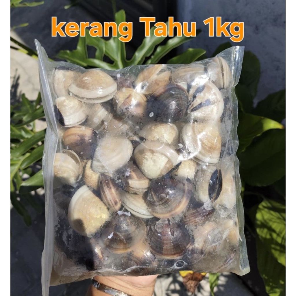 

Frozen food Khusus Instan//Kerang Tahu 1kg