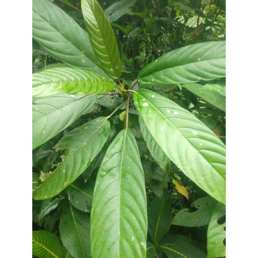 

jelatang besar/pulus krbau/ 1lemba