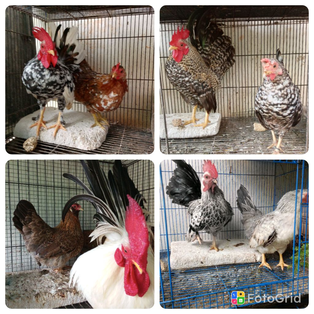 ayam Kate pilihan istimewa sepasang mewah