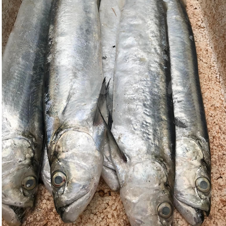 Ikan Parang Segar Ikan Parang 1Kg Ikan Golok Golok