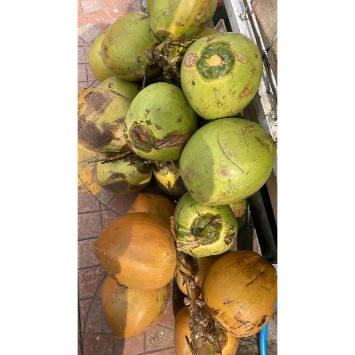 

READY STOCK- GRATIS ONGKIR Kelapa Muda 1pcs / Kelapa Muda Fresh 100% Seger kelapa hIjau kelapa gading dan lokal - kelapa muda utuh berkulit