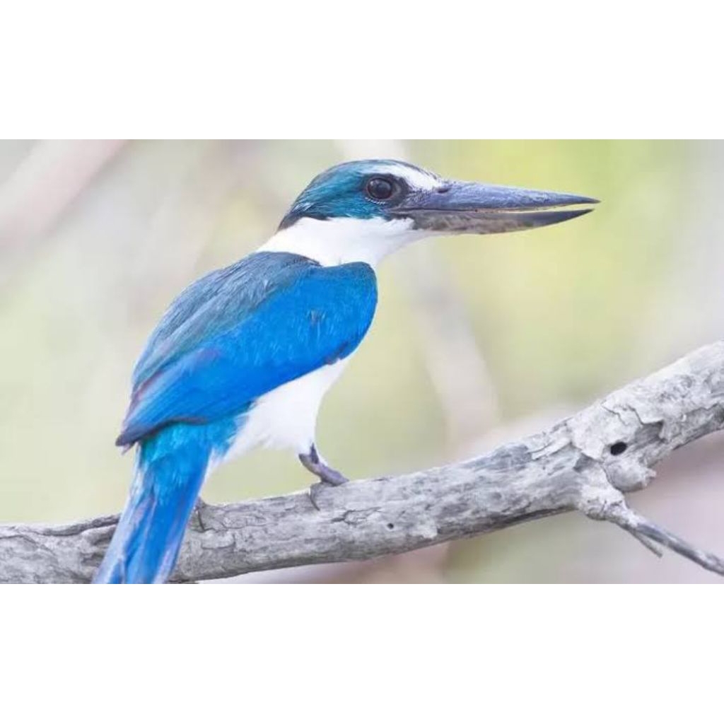 

Telur fertil burung Tengkek raja udang biru siap TETAS