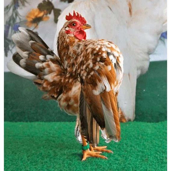 Ayam Serama Dewasa Siap Ternak Sehat Cantik Sepasang