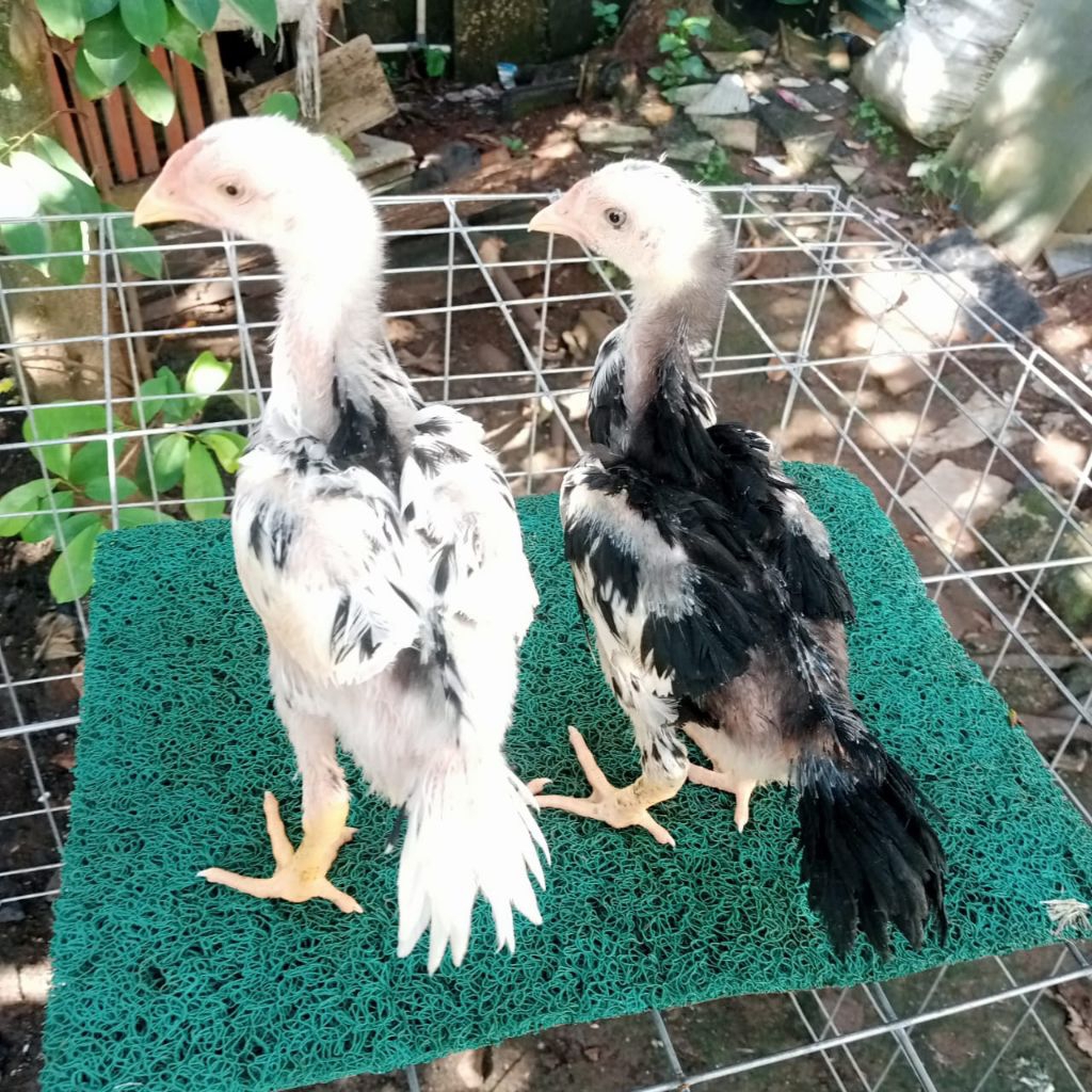 AYAM HIDUP BANGKOK LIDI ANAKAN//ANAKAN AYAM BANGKOK EKOR LIDI
