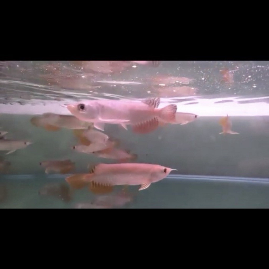 Golden Red bluebase 13cm