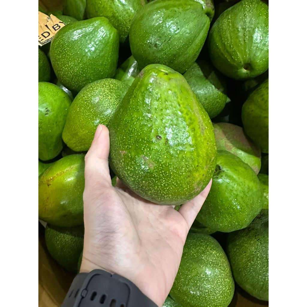 

ALPUKAT MENTEGA ENAK CREAMY FRESH BAGUS ALPUKAT