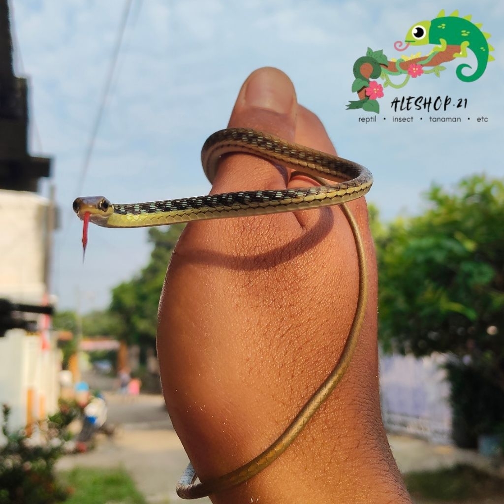 koleksi tali picis sungguhan murah