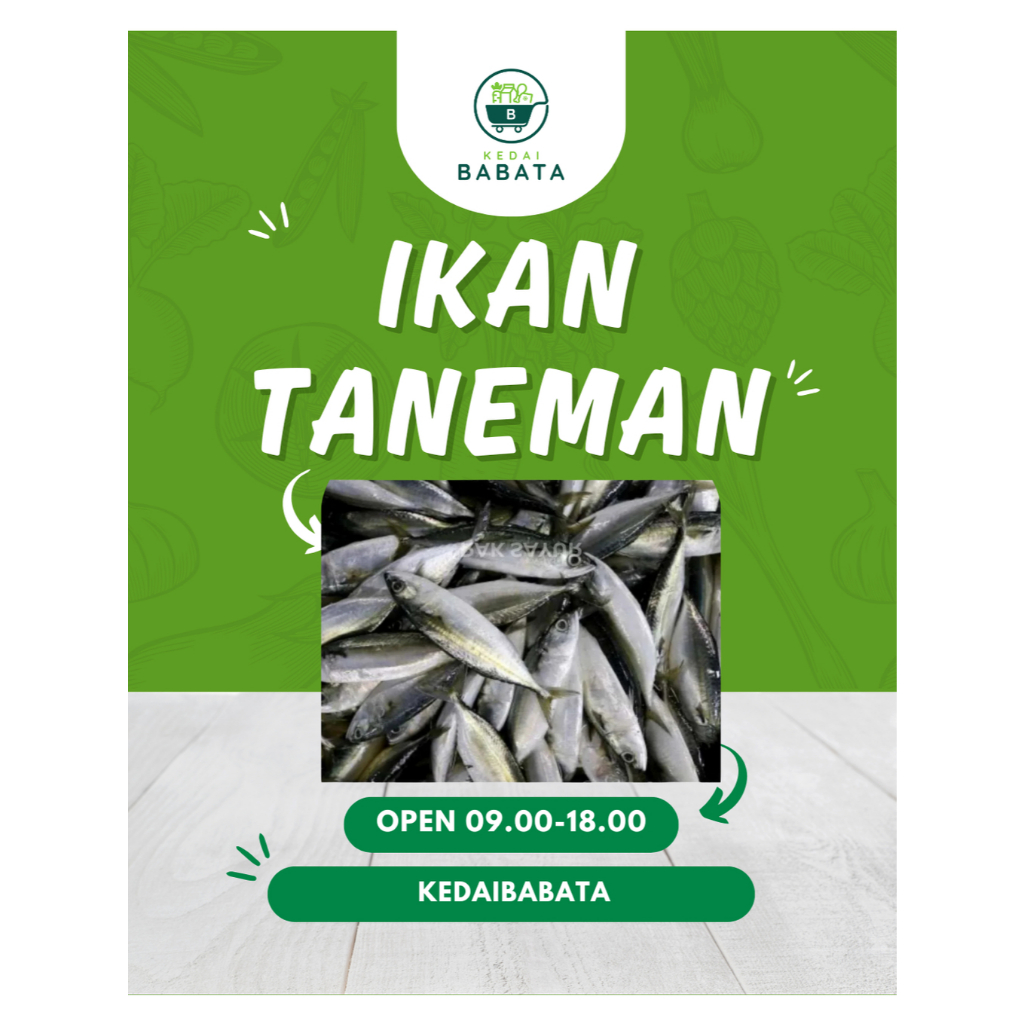 

Ikan Taneman Anak Ikan Kembung Gambolo 250gr Fresh Segar Kedai Babata Padang