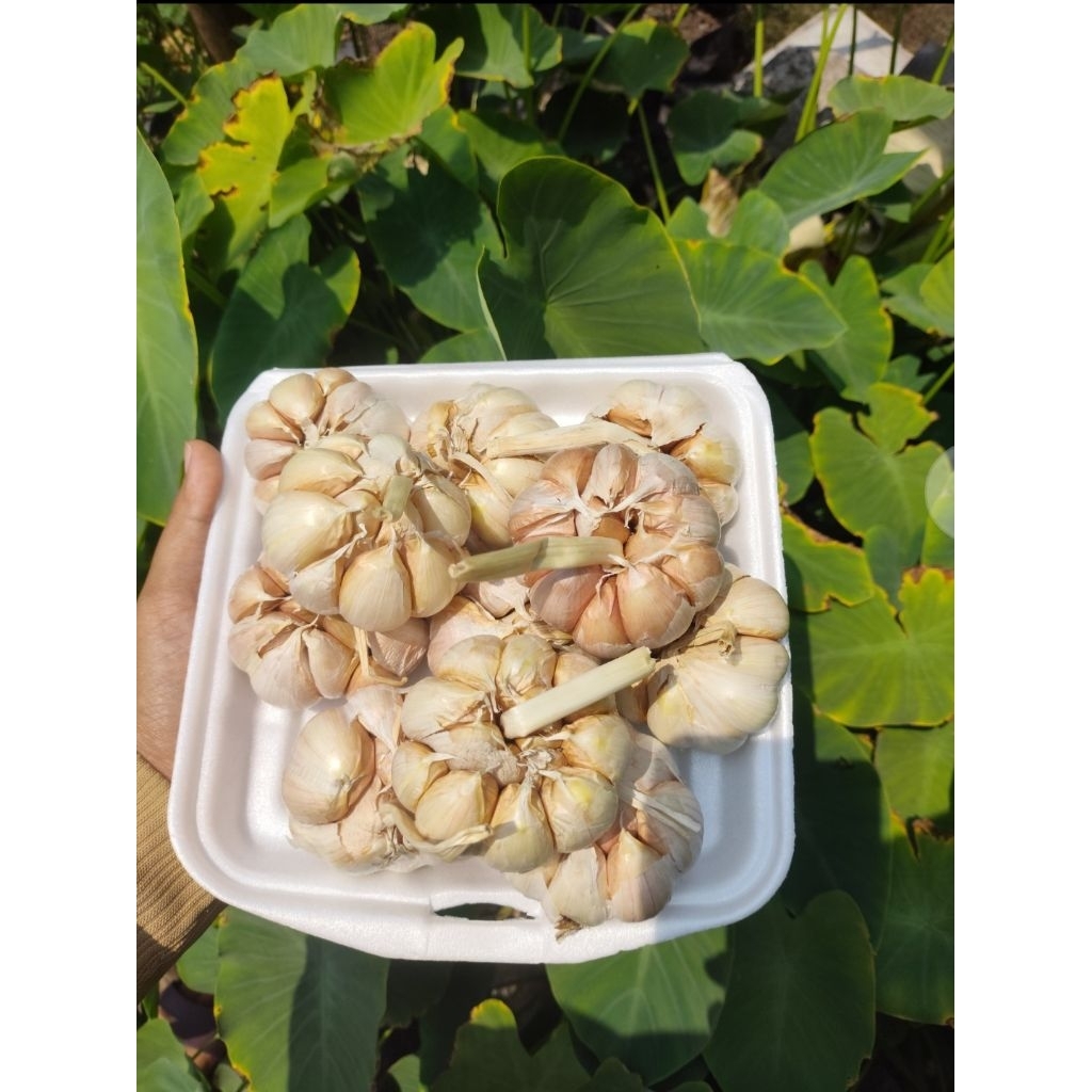 

Bawang Putih Sinco (Biasa) Super Premium – Bersih, Ukuran Besar & Tanggung