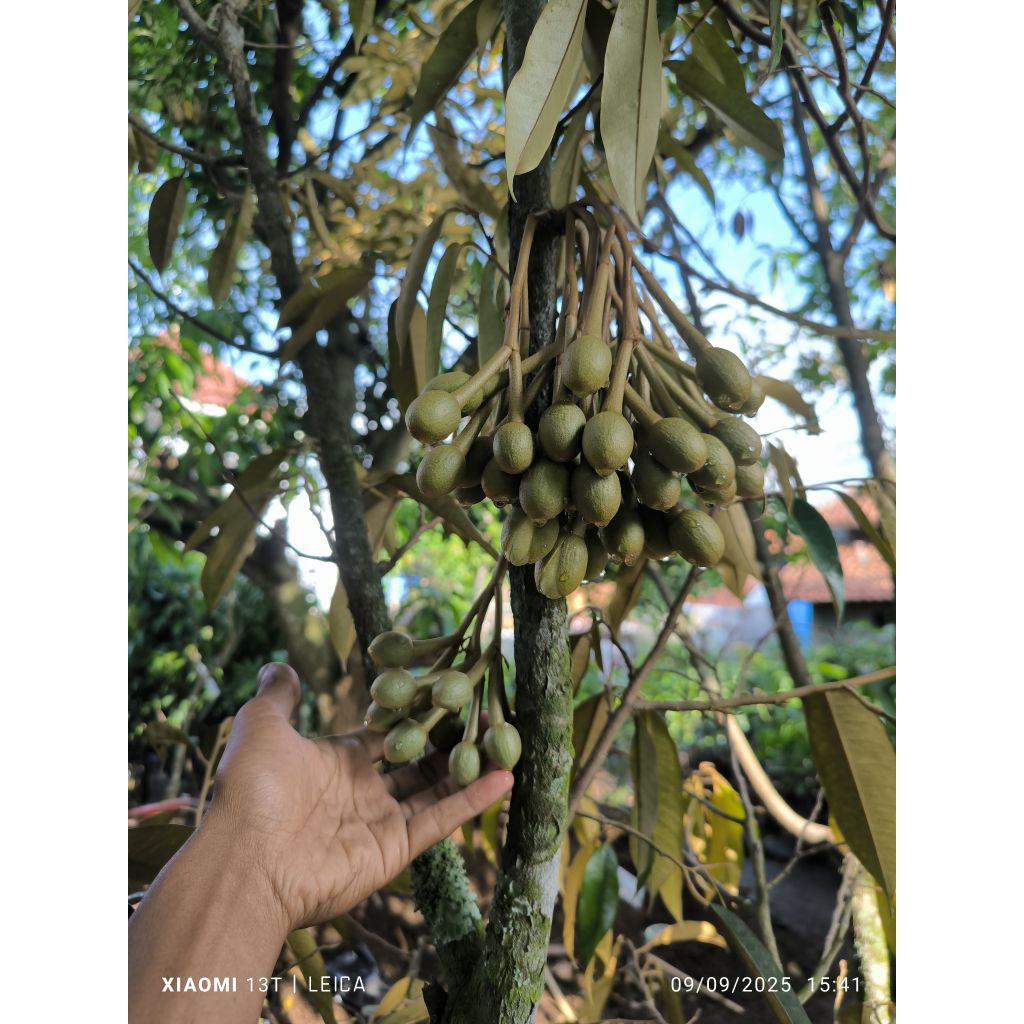 bibit durian Montong berbunga monster (packing kayu)
