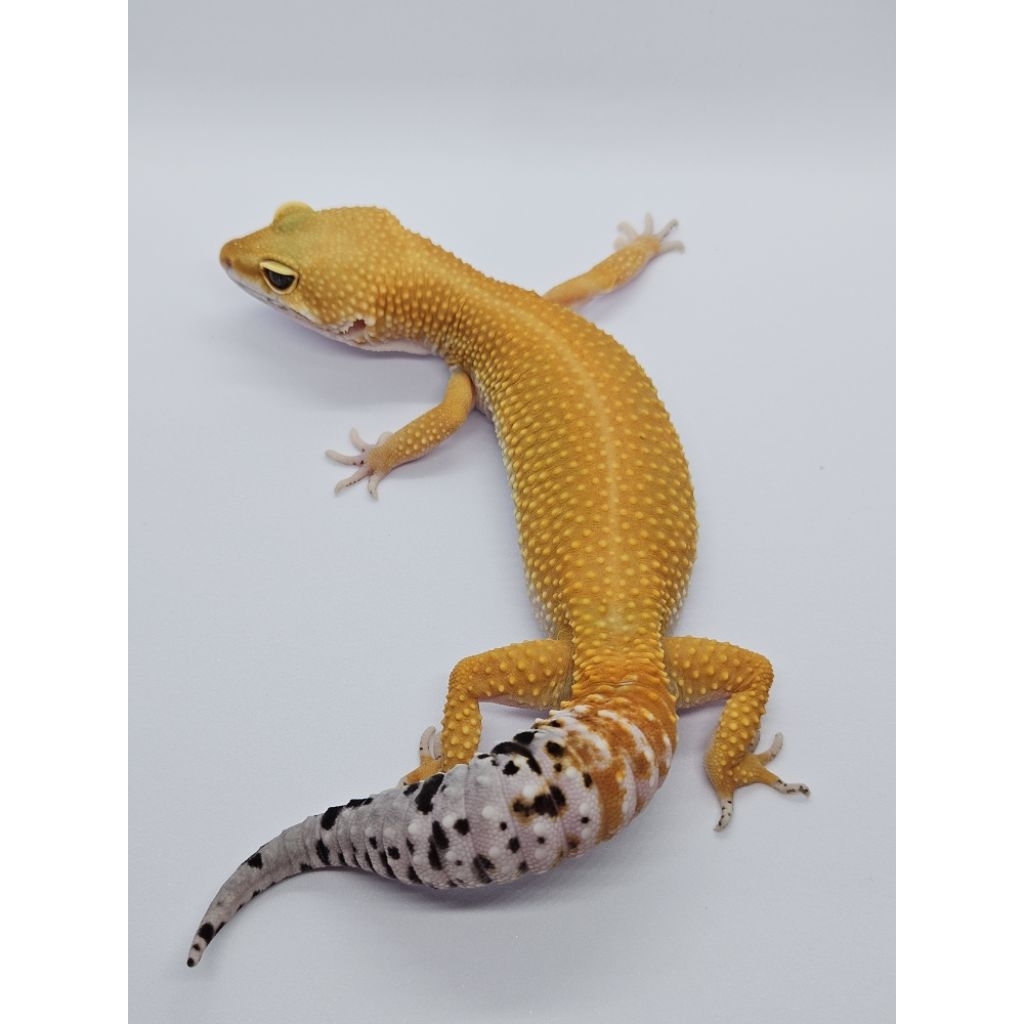 (B01F) Super Hypo Tangerine ♀️