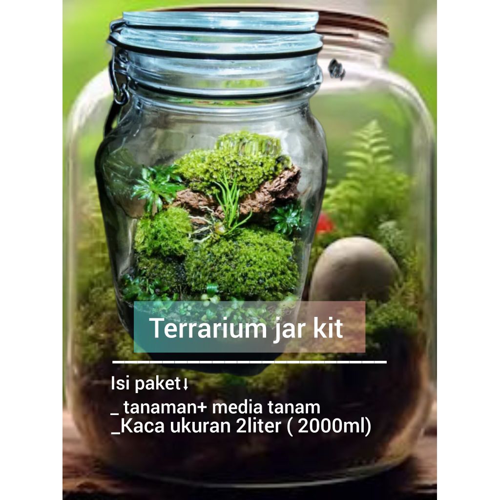 TERARIUM JAR KIT | TERRARIUM TOPLES 2000ML