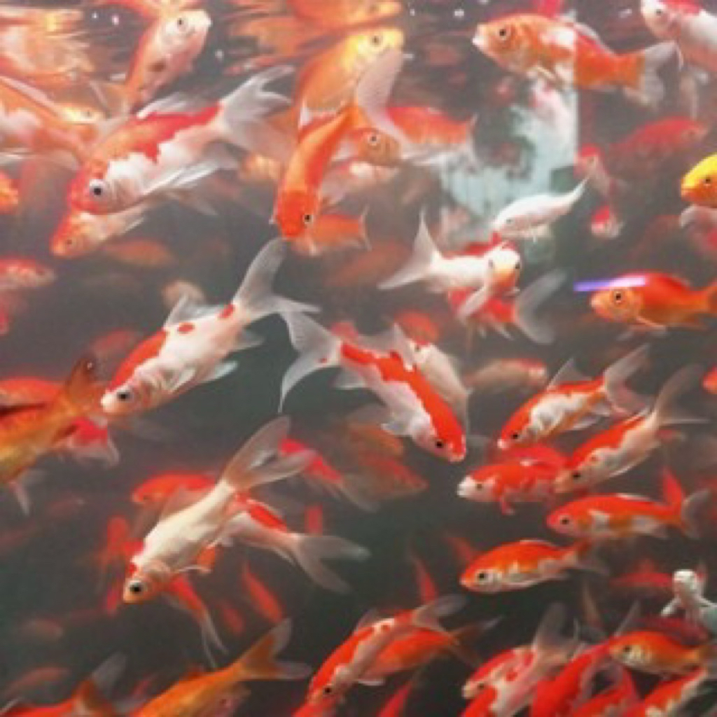 

ikan komet sirip panjang isi 3