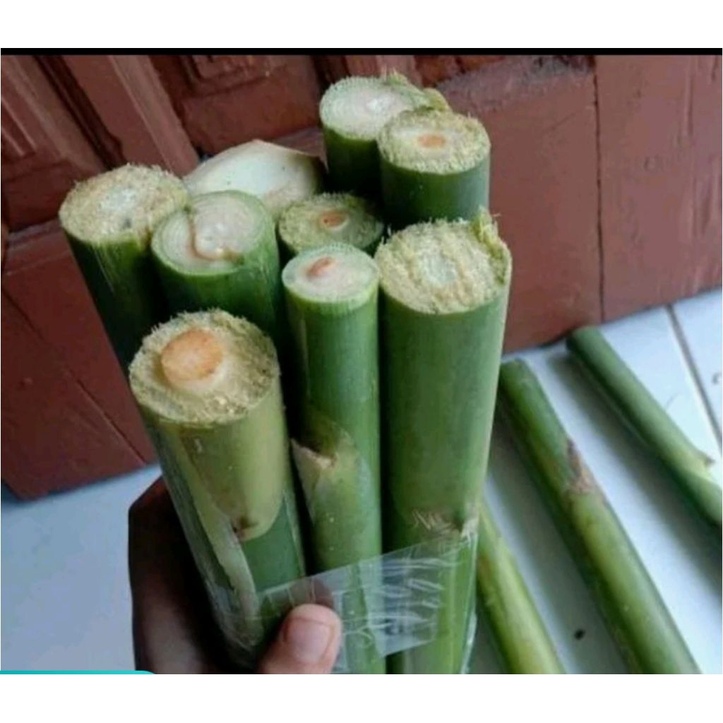 

Batang kecombrang hijau 1kg fres