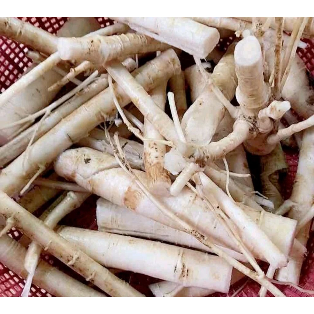 

200gr akar pepaya segar fres