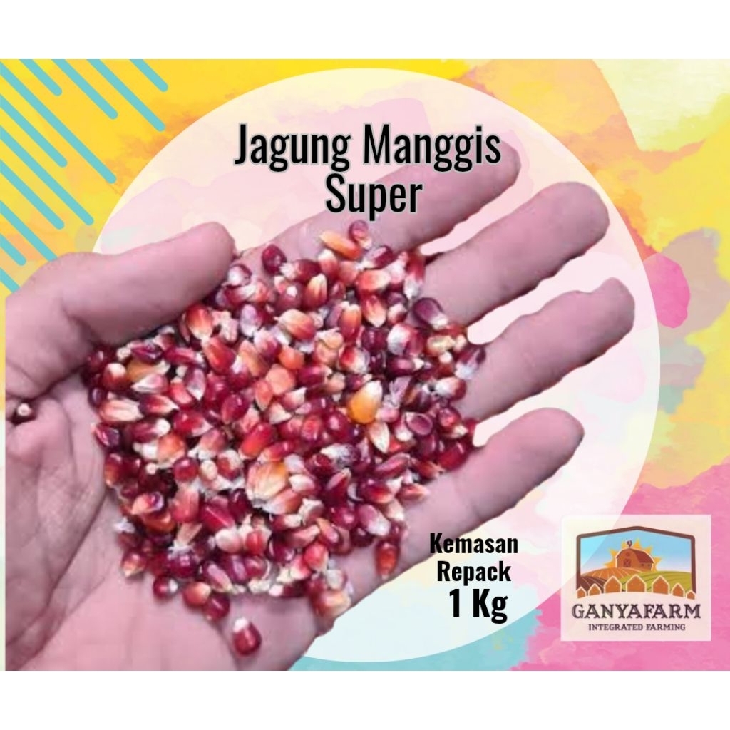 Jagung Manggis super, Kecil-kecil, Bersih, Grade A, 1Kg. Pakan Burung / Merpati, dll.