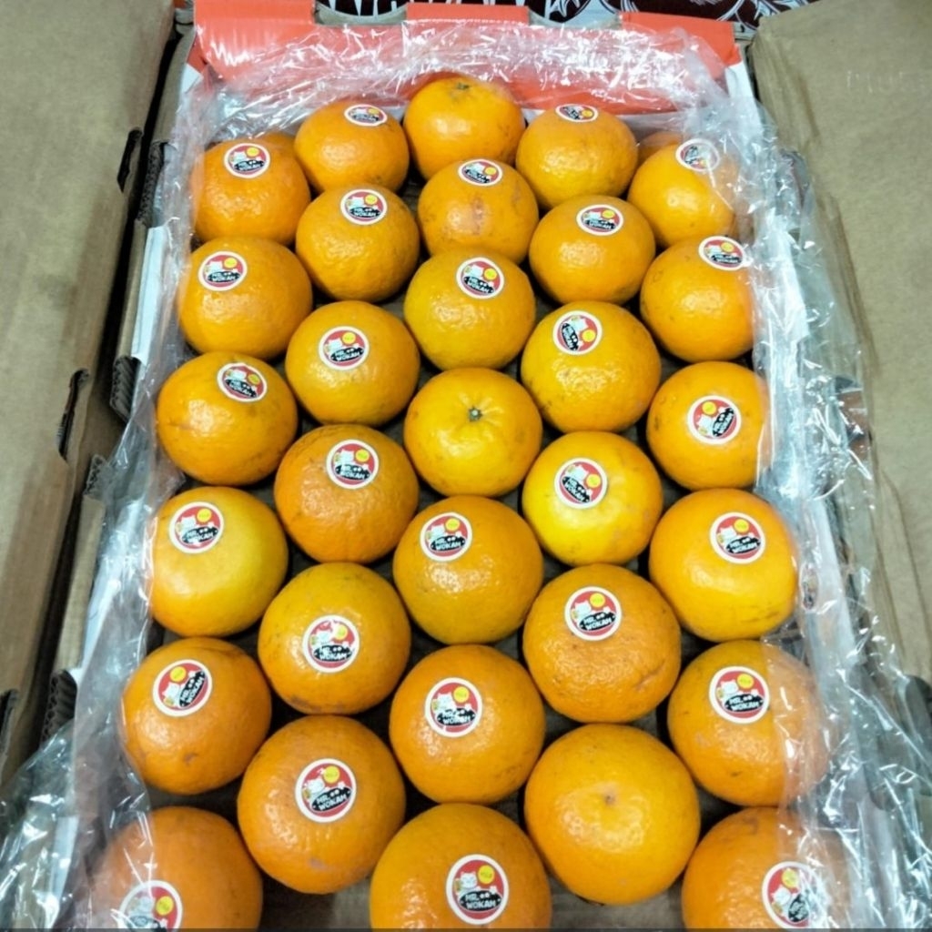 Jeruk Wokam Dus Yuji Ukuran M 1 Box 8,5 Kg