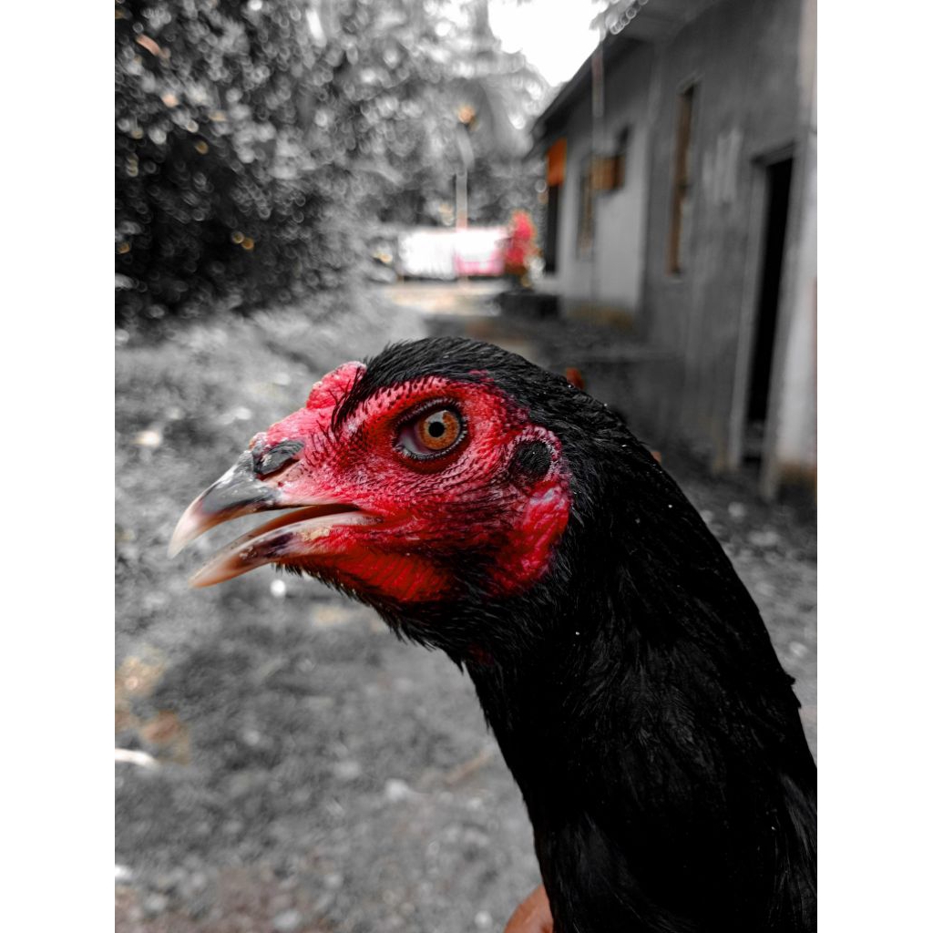 betina pakhoy aswindam - betina pakhoy brakot - babon pakhoy