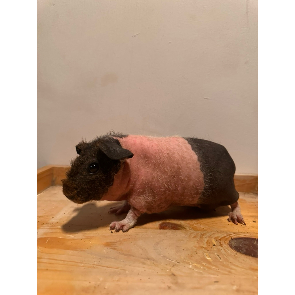 SIAP KIRIM SKINNY GUINEA PIG Marmud Marmut Botak - Guinea Pig