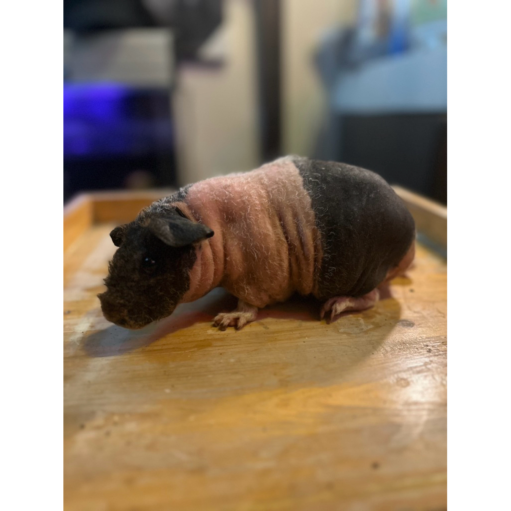 SIAP KIRIM SKINNY GUINEA PIG Marmud Marmut Botak - Guinea Pig