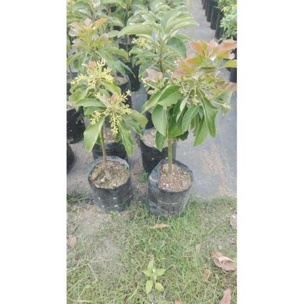 bibit alpukat berbunga