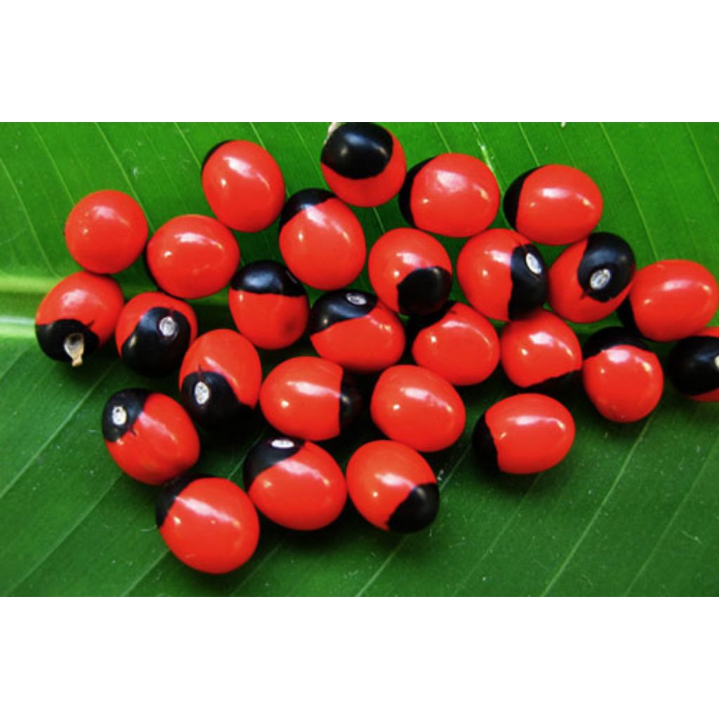 BIJI SAGA RAMBAT 250 Gram - Saga rambat asli bintik hitam