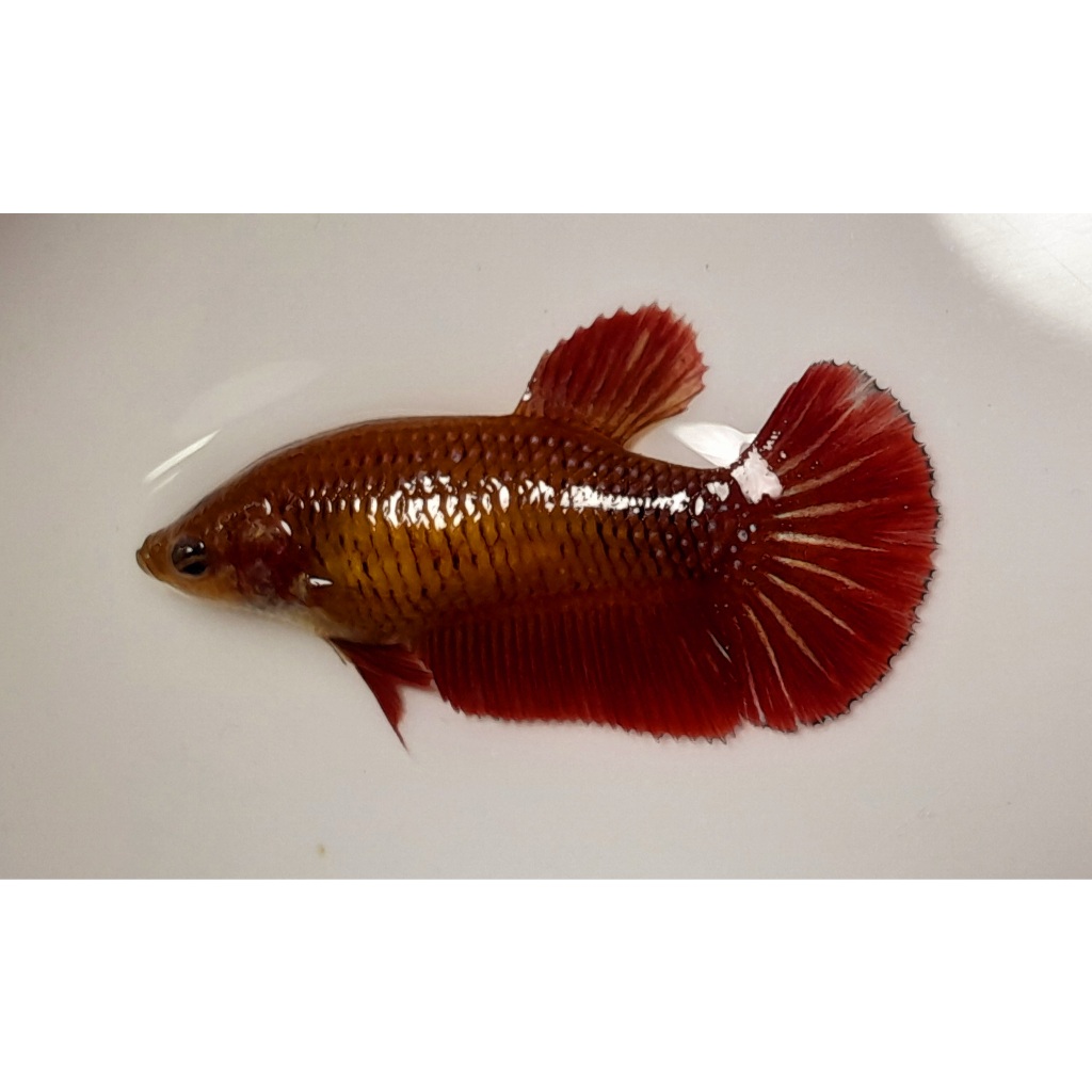 FEMALE HMPK GIANT RED METALIC