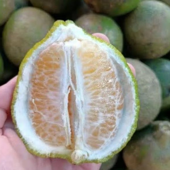 

Jeruk MADU Susu 500gr Buah Kalimantan Pontianak