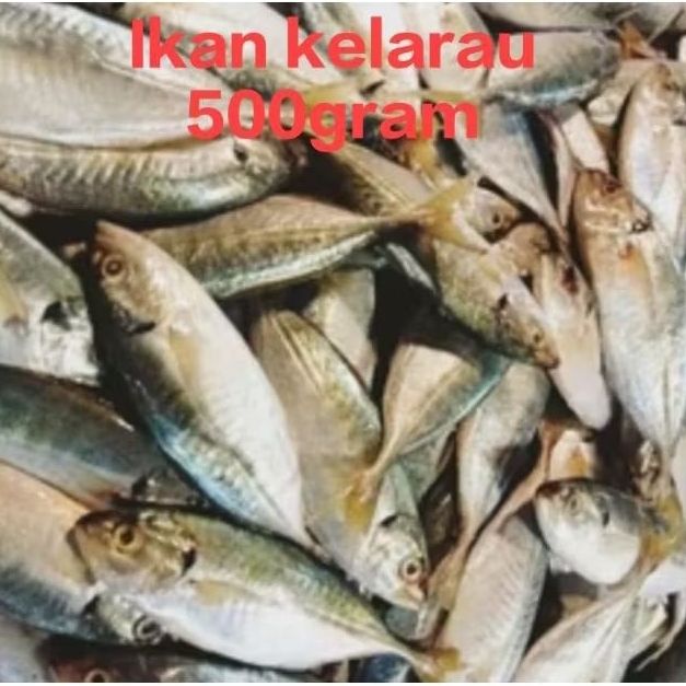 

KELARAU 500gr Ikan Segar Fresh Market Pasar Pagi Pontianak
