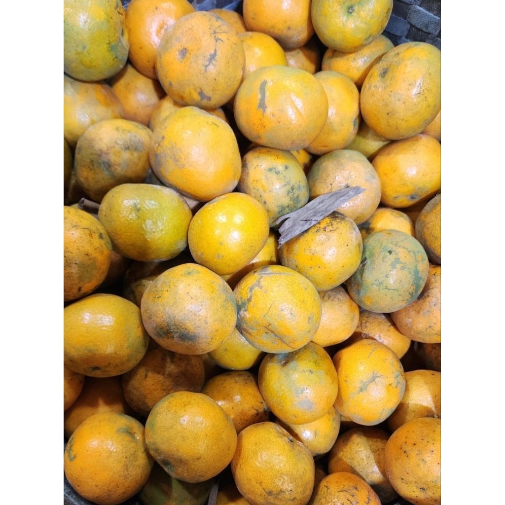 

Buah Jeruk Medan Segar Manis 1kg - Medan Orange Fresh Fruit 1 kg