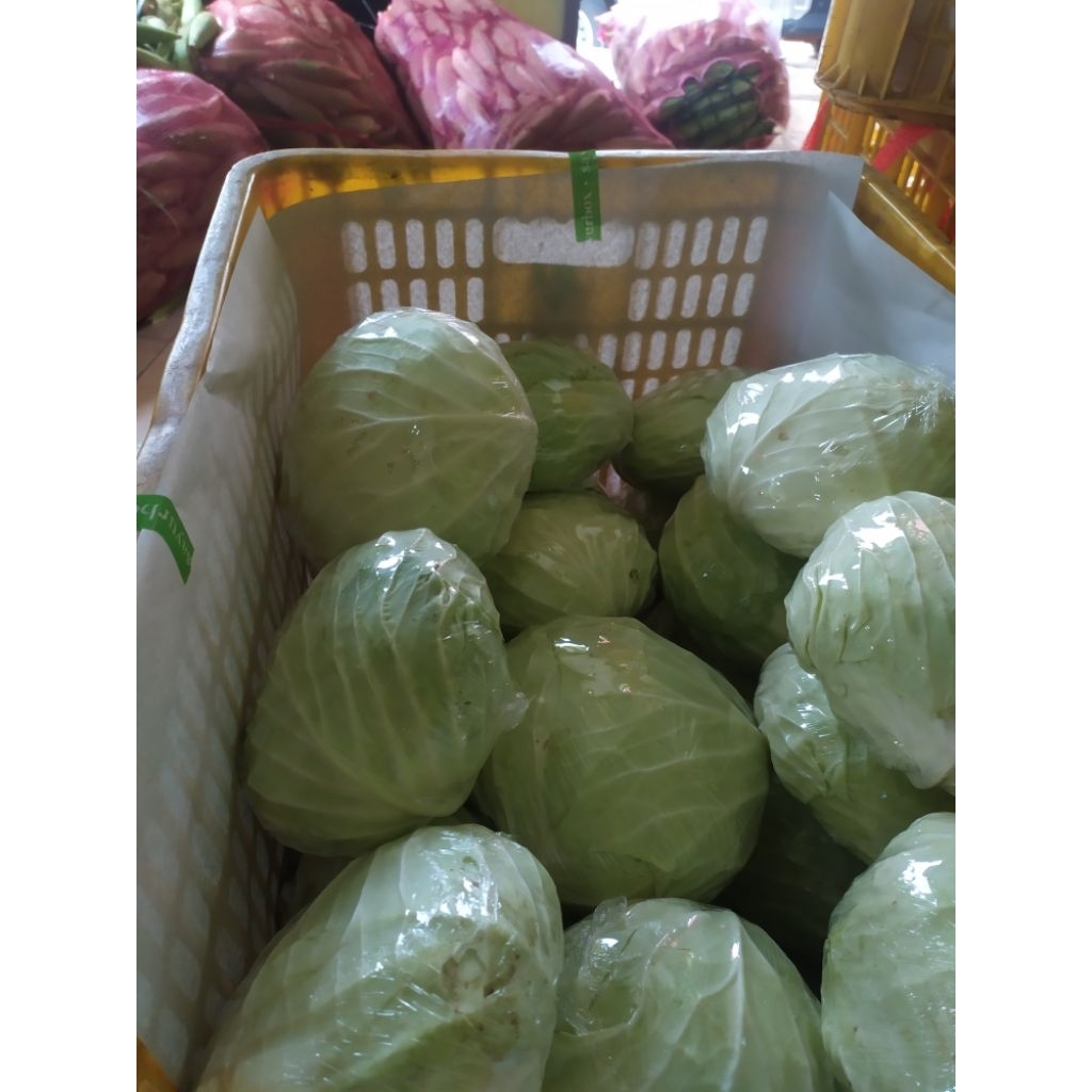 

kol atau kubis promo panen 1 buah