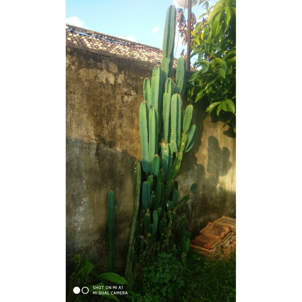 Kaktus Duri Belimbing bangkok