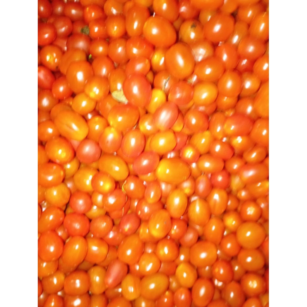 Buah Tomat Mini Ceri manis segar